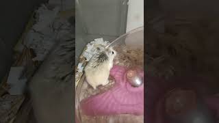 Small Pets Hamster exercise scenes #shortvideo (3)