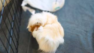 Adorable Guinea Pig Grooming