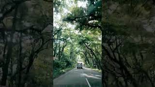 Natural beauty of Kerala #guruvayur#kerala#shortsvideo #trending #shorts