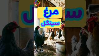 مرغ سینگل تخم گذار|حیات وحش|#دانستنی #فکت