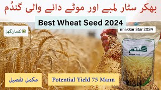 Wheat seed Bhakkar Star 2024 variety for Sowing  | properties and benefits | Evyol group Kissan Ghar