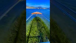 Look in to the Under Water by Traveling on the Water 💖😍🚢🌊 #travel #underwater #boat #glass