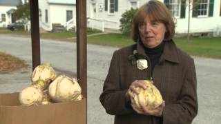 10/24/15 Turnip Festival Preview PKG