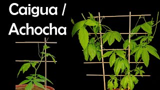 Time lapse - Caigua / Achocha plant growing (37 days)