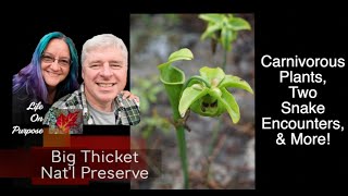 Big Thicket National Preserve, Texas - Carnivorous Pitcher Plants