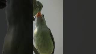 Pale-Billed Flowerpecker | #bird #beautifulanimals #birdwatching #flowerpecker #nature