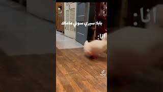 وين بابا وين ماما لا لا لا💃💃💃