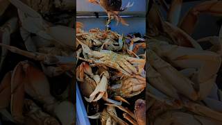 Bringing home the jackpot (Dungeness crabs)  #shortvideo #food #seafood #outdoors #fyp #reels #vlog