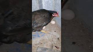 🐓சேவல் இல்லாம கோழி இட்ட🥚முட்டை-ல குஞ்சு பொறிக்கும்மா? #tamil #shorts #kozhi #tamilshorts #viral #hen