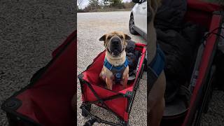 Shar Pei Camping Trip #dog #sharpei #funnypets