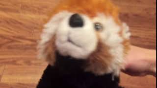 Me Playing with My Toy Red Panda (for Jack Kotler)