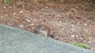 Breakfast with the Bunny