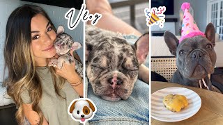 Vlog | My Puppy Comes Home, Mochis 1st Birthday!