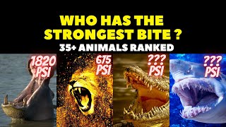 Animals With the Strongest Bite 2023 Comparison 😮🏆🐯💪#shorts #terratrivia #nature #subscribe