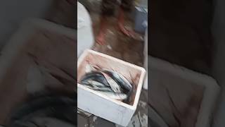 box ikan sampai nggak cukup