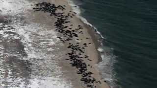 Monomoy Gray Seals Feb 28 2015