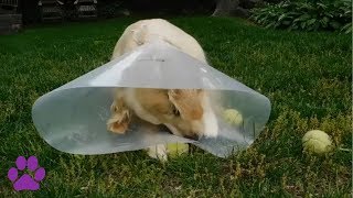 24 Funny Pets Wearing Cones of Shame!