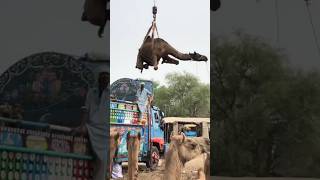 Camels loading part 102 #camel #animals #youtubeshorts #youtube #shortvideo #shorts #short