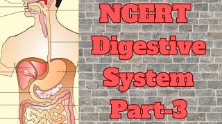 Digestive System Part-3|| Neet2024 ||Biology||Class-11th ||.