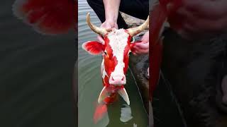 Cowfish #shortvideo #shorts #shortsfeed