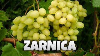 Winorośl deserowa - ZARNICA 🍇