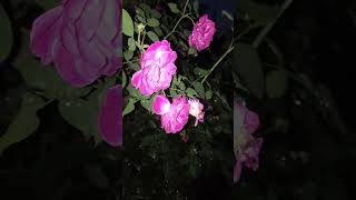 natural #rose #sound #relaxing