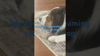 Dog #funnyvid