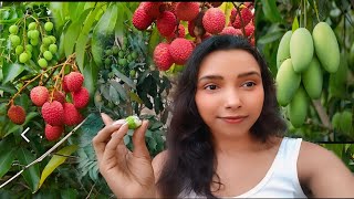 mango aur lichi bahut khatti Hain || hamare little small garden mein lichi aur mango aaye Hain