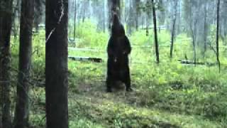 Bear_BellyDance.flv