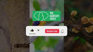 The Habitats Trust Films