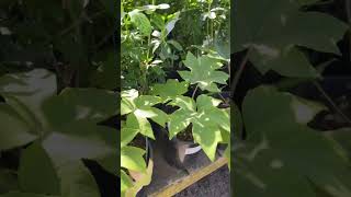 Tetrapanax Steroidal Giants plants for sale at Portland Nursery on Division.