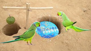 The First New Creative DIY Unique Bird Trap Using Paper Box & Sour Fruit / Easy Parrot Trapping