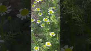 Camomile flowers @Myhomegarden-unlimited