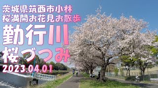 【VLOG】勤行川《桜づつみ》お花見お散歩 茨城県筑西市小林 2023.04.01