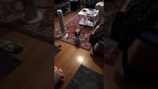 Gizmo the Dog Excited about Toy