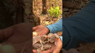 Beautiful Birds nest inside the tree hole: It’s Parrot