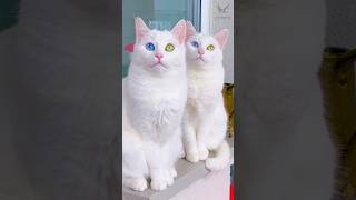 নতুন পোষা বিড়াল পালন সম্পর্কে জেনে নিন | New Fancy Cat #cat #catlover #বিড়াল