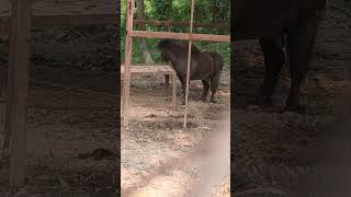 Gadha videos From Safari