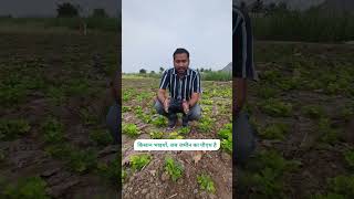 मूंगफली की खेती | Deficiency of nutrients in groundnut crop