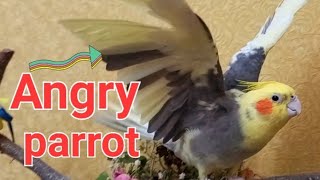 Cockatiel's anger looks like this - look! My cockatiel scared of me. #Сockatiel #Parrot #Корелла