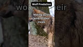 Wolf Predation Fact 39