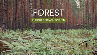 Quiet Forest Sound for Study, Sleep & Relaxation | 10 Hours | Black Screen