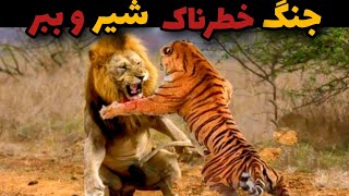 رقابت خطرناک و واقعی شیر با ببر🔥 |کدام از دو درنده قوی  حیات وحش برنده است ؟ شیر یا ببر 🐯🦁