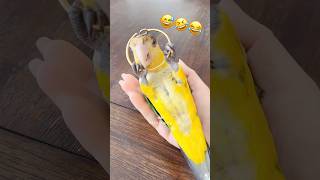 🦜😅🤣😂 | Baby Cheshire, the mischievous Caique