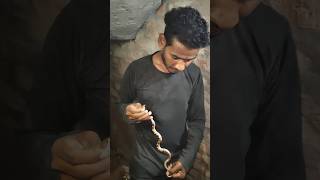 सांप को रेस्क्यू किया #Shorts #youtubeshorts #trending #Kharihaniwala /Har har mahadev/#help