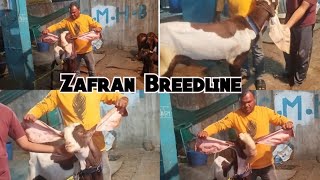 Saste aur Nasal Mai Hyderabadi Breedline Zafran Breedline Goats | errakunta Hyderabad