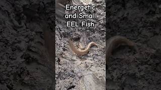 Energetic and Small EEL Fish | Too Tasty #eelfishing