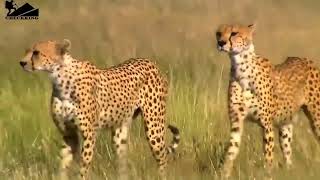 baby animal 4K amazing world of young animal wildlife footage