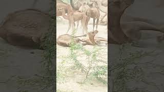 Thar sand enjoyed camels each other #تاريخ_الجمال #animals #viralvideo