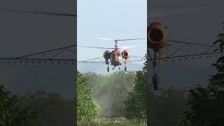 Kamov helicopter spraying walnut trees #shorts